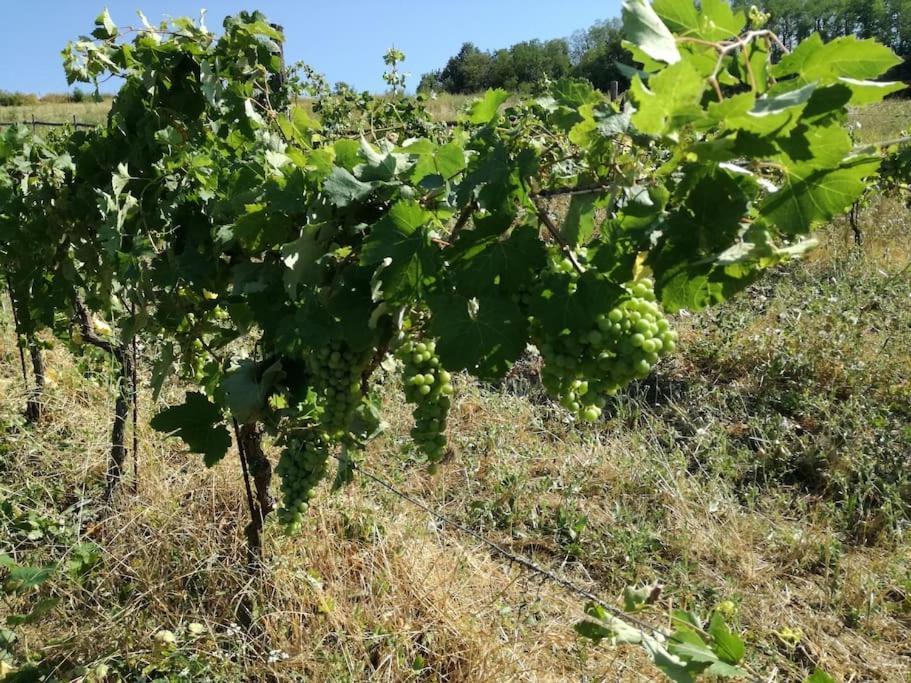 Oasi Di Mastarone - Il Vino E Le Rose Villa Momperone Екстериор снимка